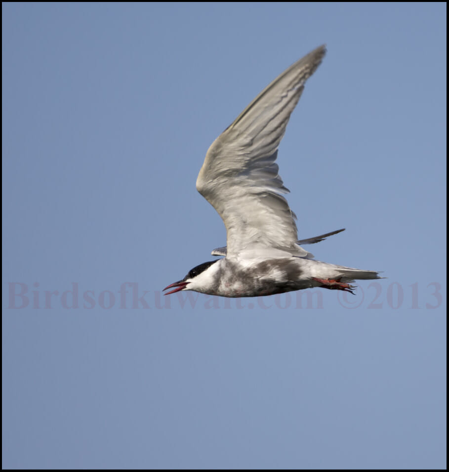 Whiskered Tern Chlidonias hybrida