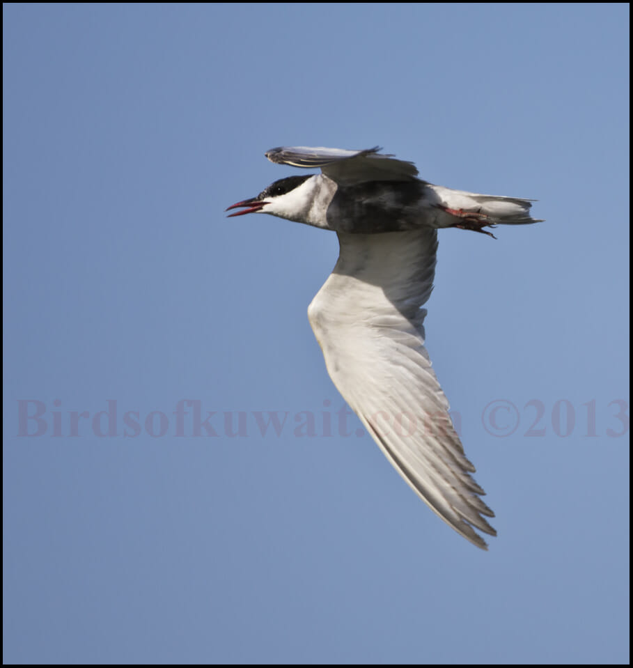 Whiskered Tern Chlidonias hybrida