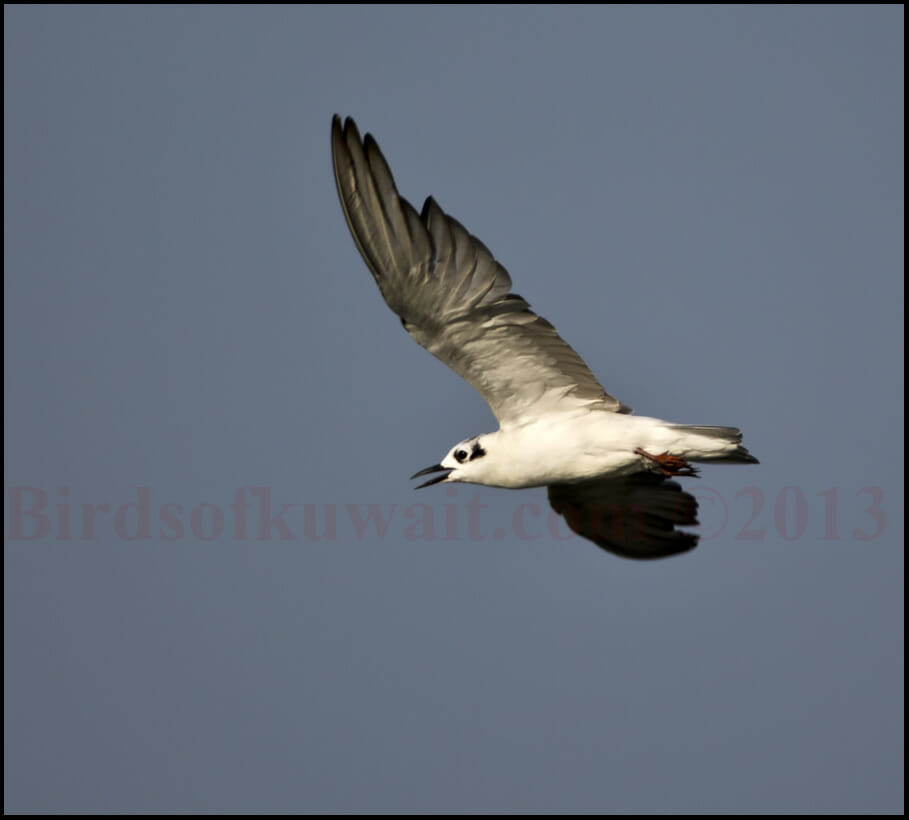 White-winged Tern Chlidonias leucopterus