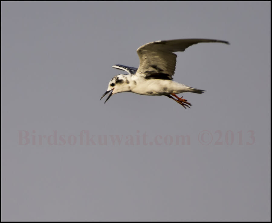 White-winged Tern Chlidonias leucopterus