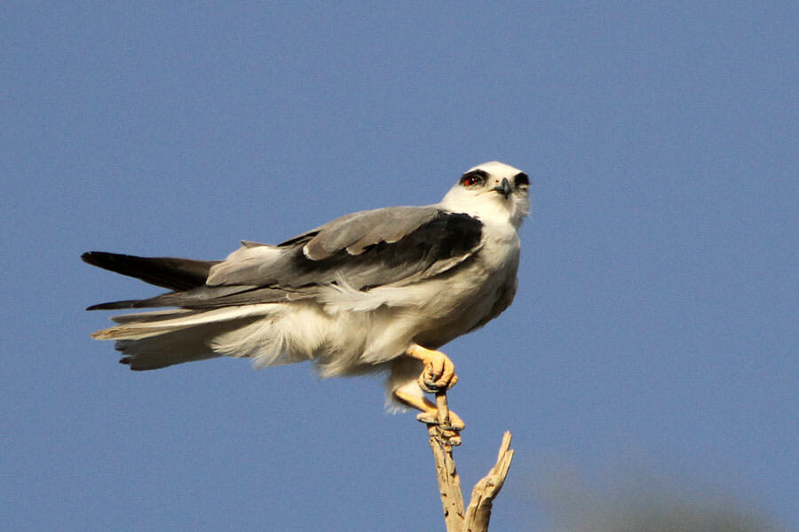 Black-winged Kite perched on a branch