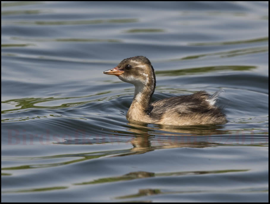 Little Grebe Tachybaptus ruficollis