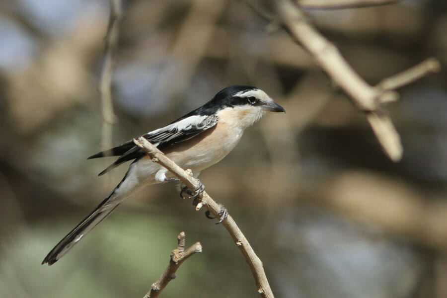 Masked Shrike perched on a tree branch