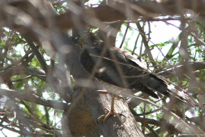 Asian Shikra perched on a branch