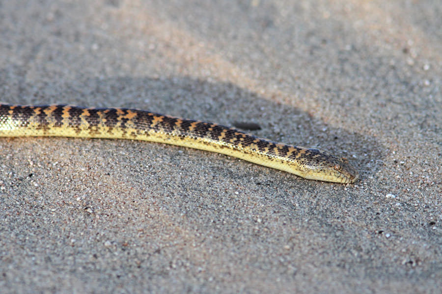 Arabian Sand Boa on ground