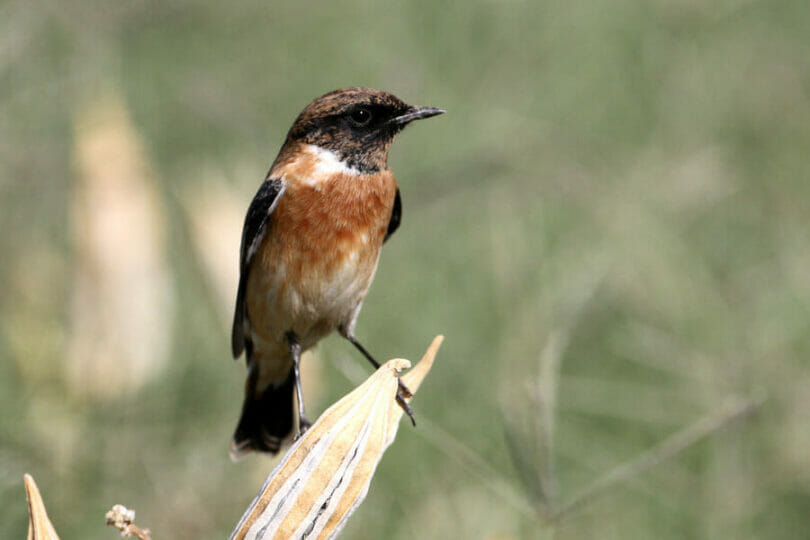 European Stonechat perched on top of a plant