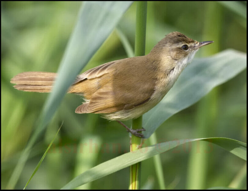 Paddyfield Warbler perched on reed stem