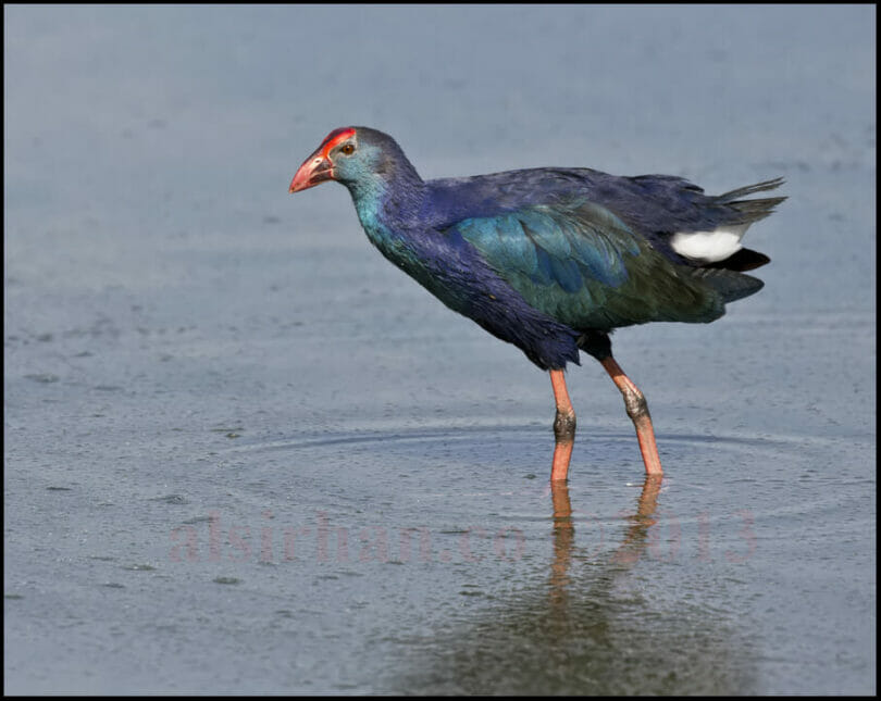 Purple Swamphen standing in water