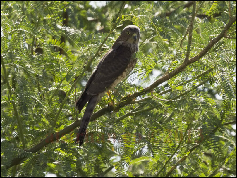 Shikra perched on a tree branch