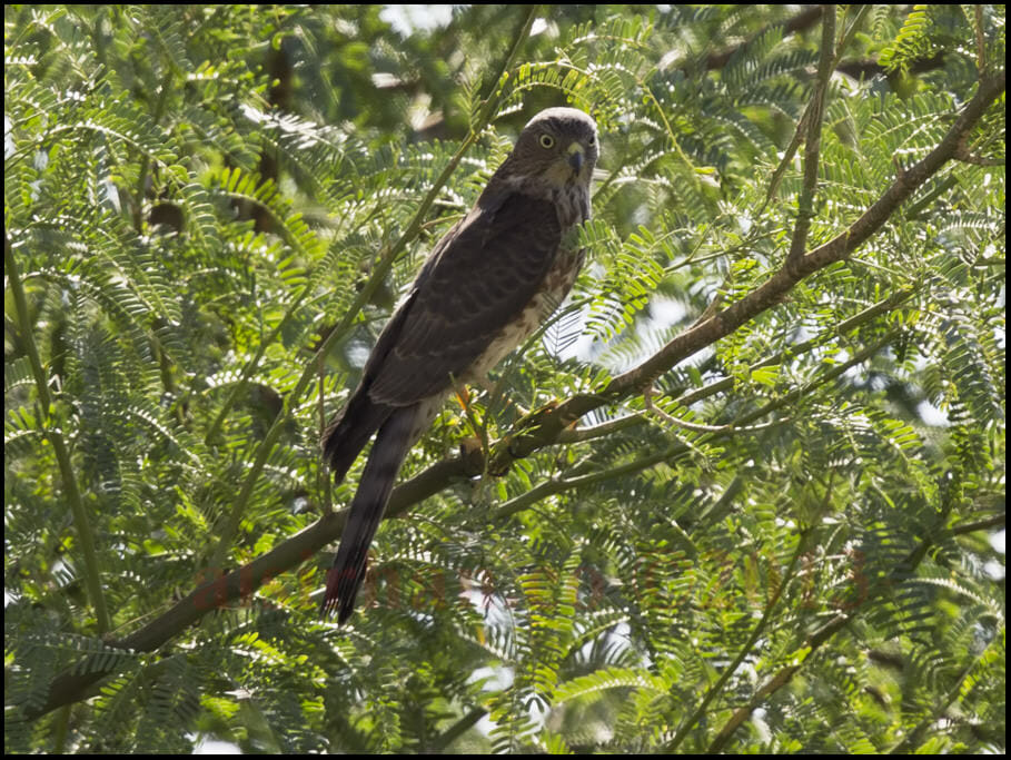 Shikra perched on a tree branch