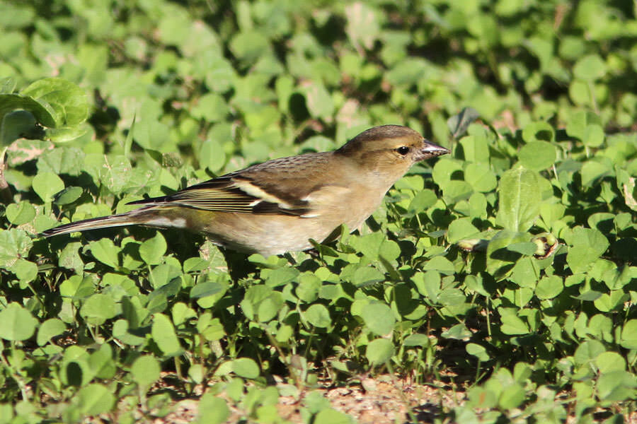 Common Chaffinch Fringilla coelebs perching on ground
