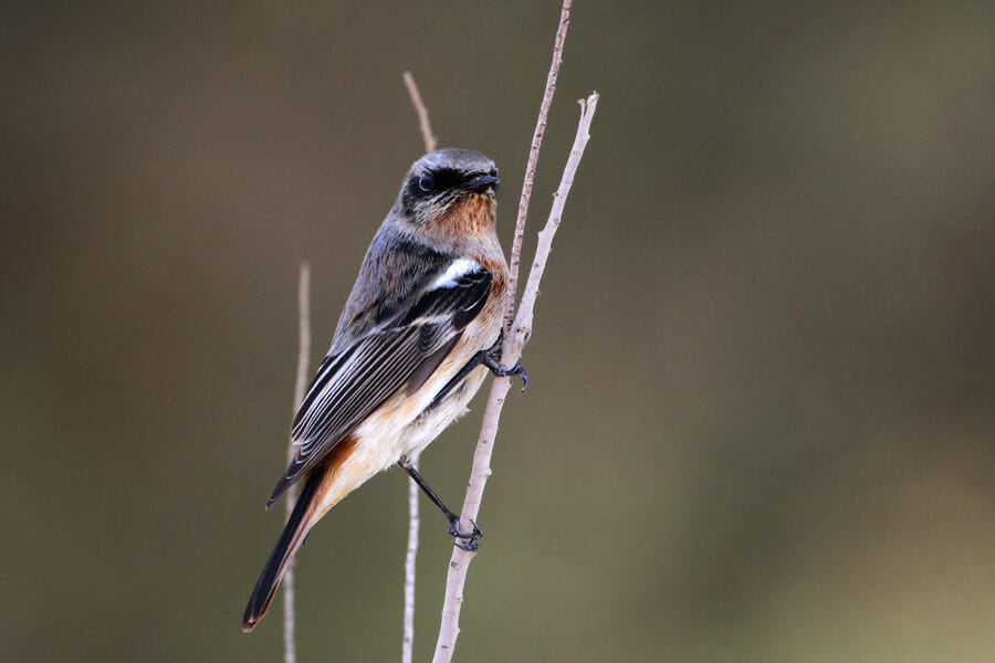Eversmann's Redstart Phoenicurus erythronotus perching on fence