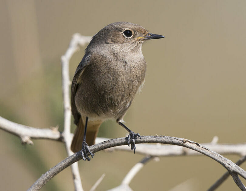 Western Black Redstart perching on a branch