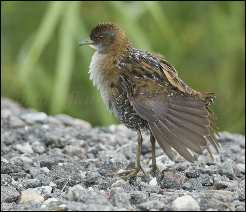 Baillon's Crake perching on ground