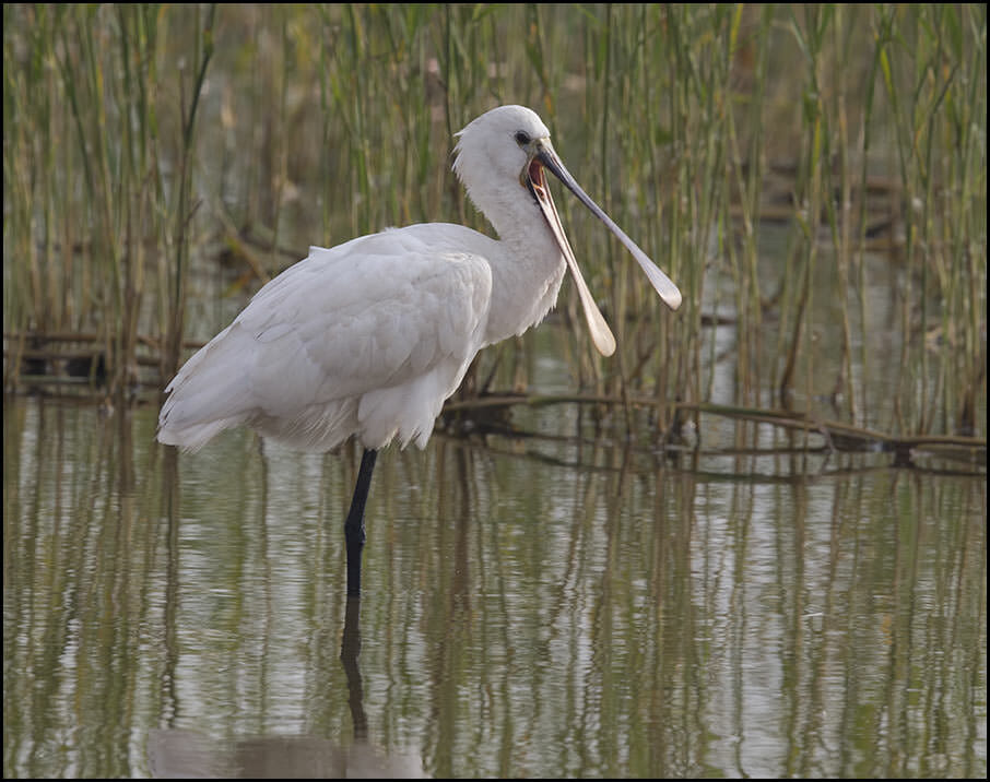 Eurasian Spoonbill Platalea leucorodia