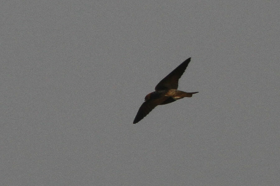 Streak-throated Swallow in flight