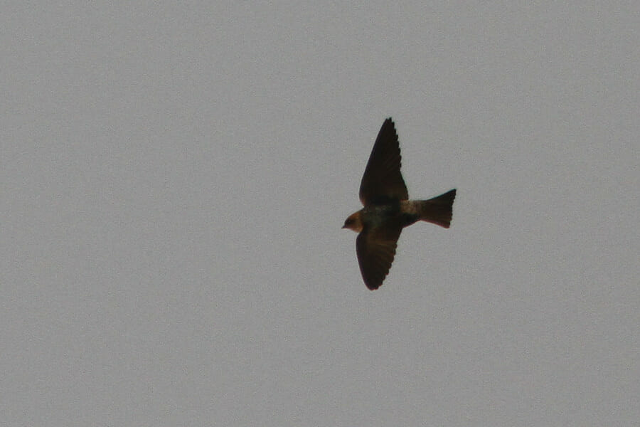 Streak-throated Swallow in flight