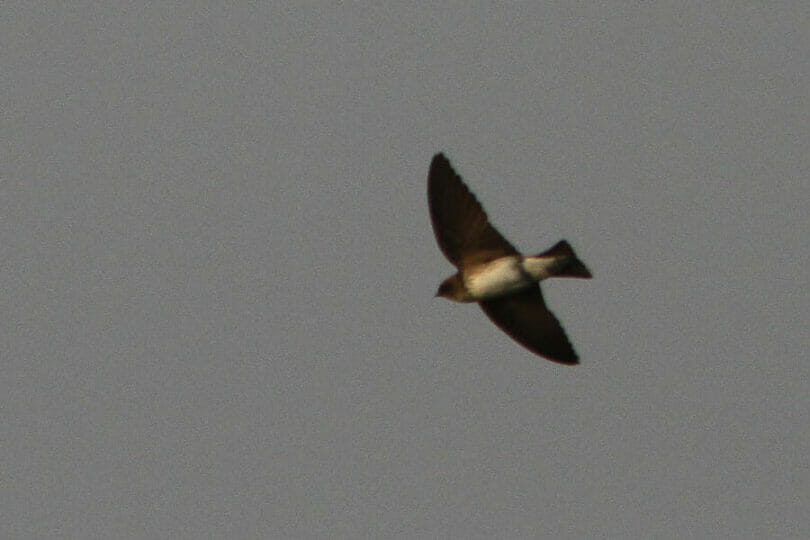 Streak-throated Swallow in flight