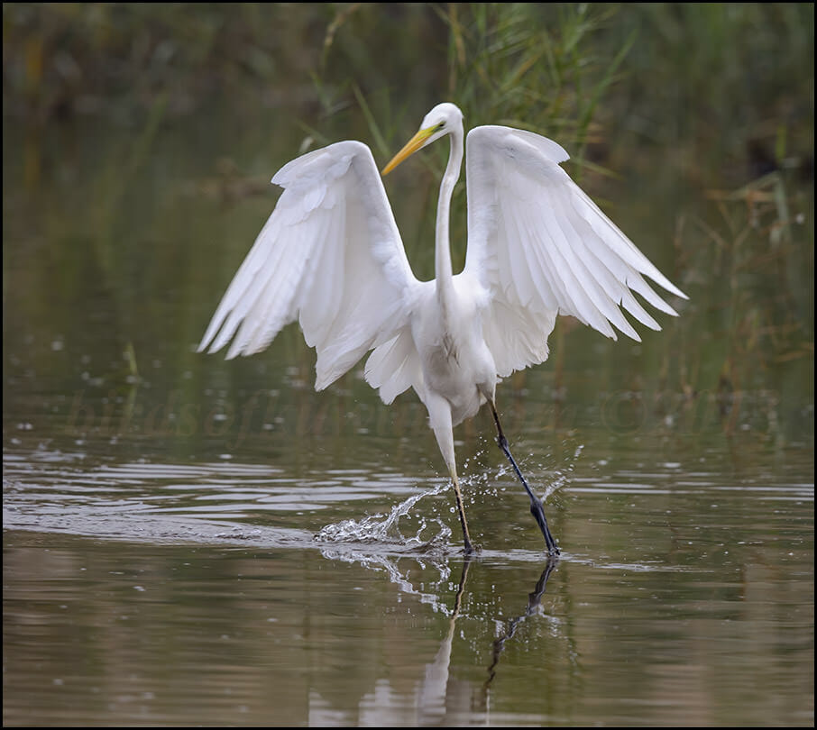 Western Great Egret Ardea alba