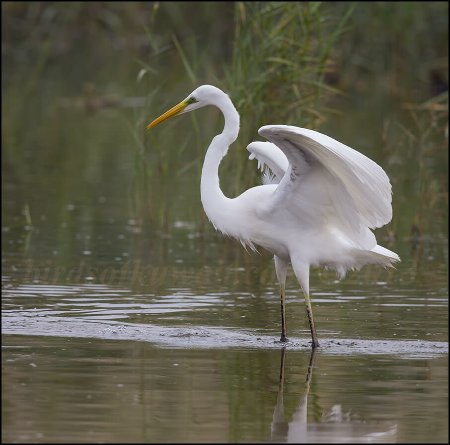Western Great Egret Ardea alba