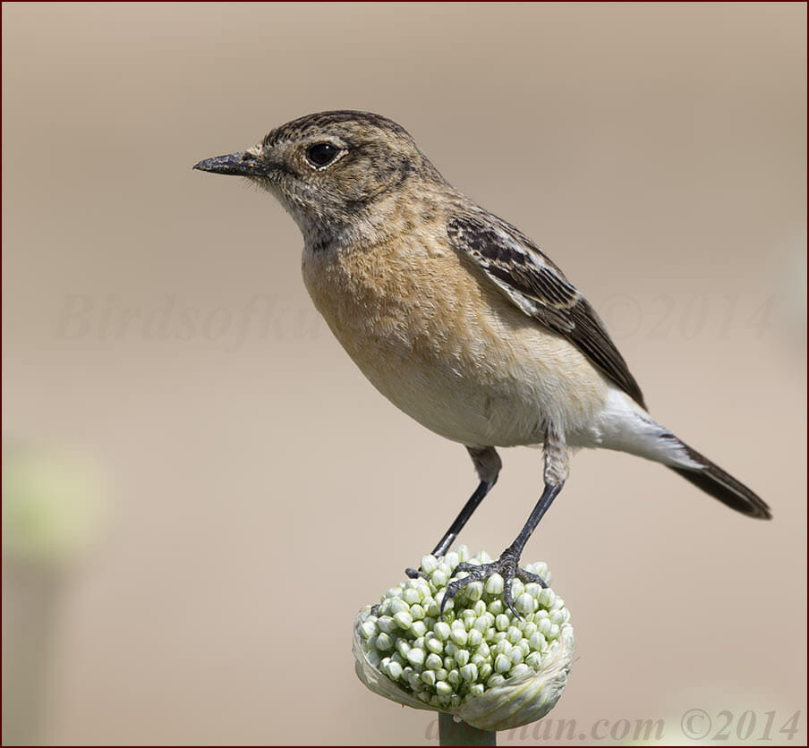 Byzantine Stonechat Saxicola (maurus) variegatus
