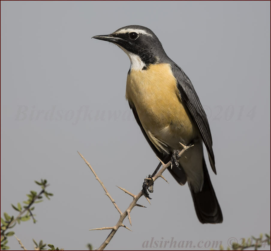White-throated Robin Irania gutturalis