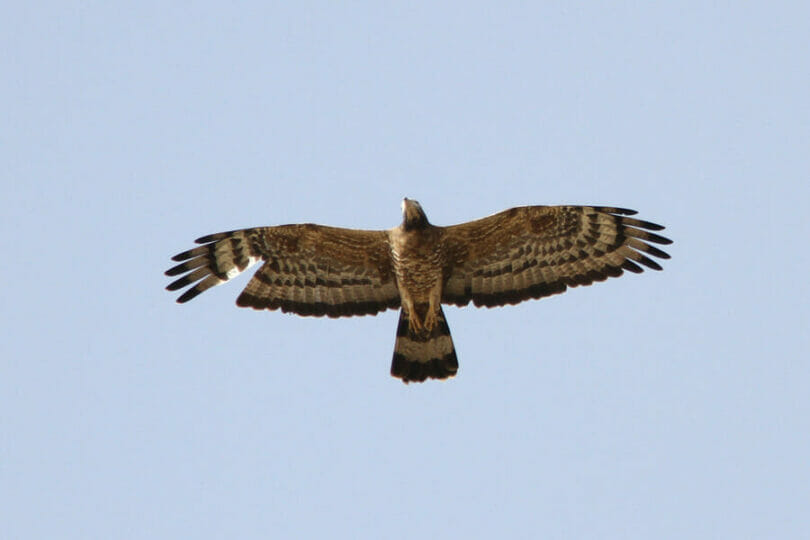 Crested Honey Buzzard in flight