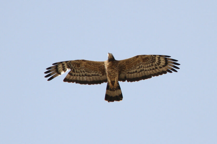 Crested Honey Buzzard in flight