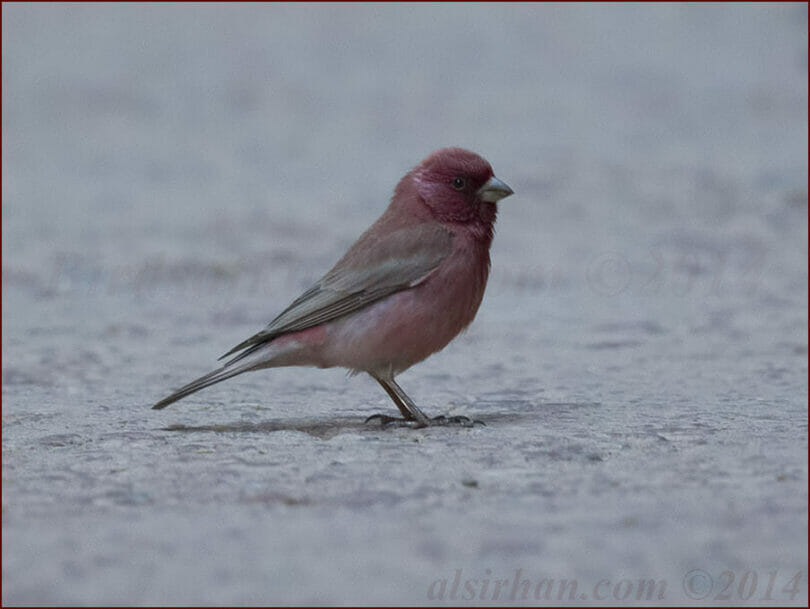 Sinai Rosefinch standing on the ground