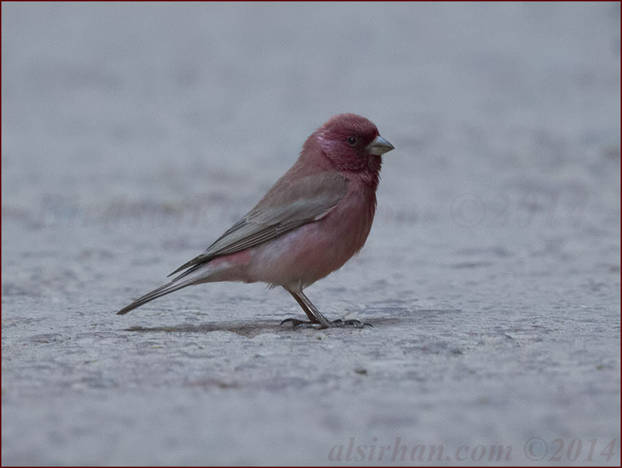 Sinai Rosefinch standing on the ground