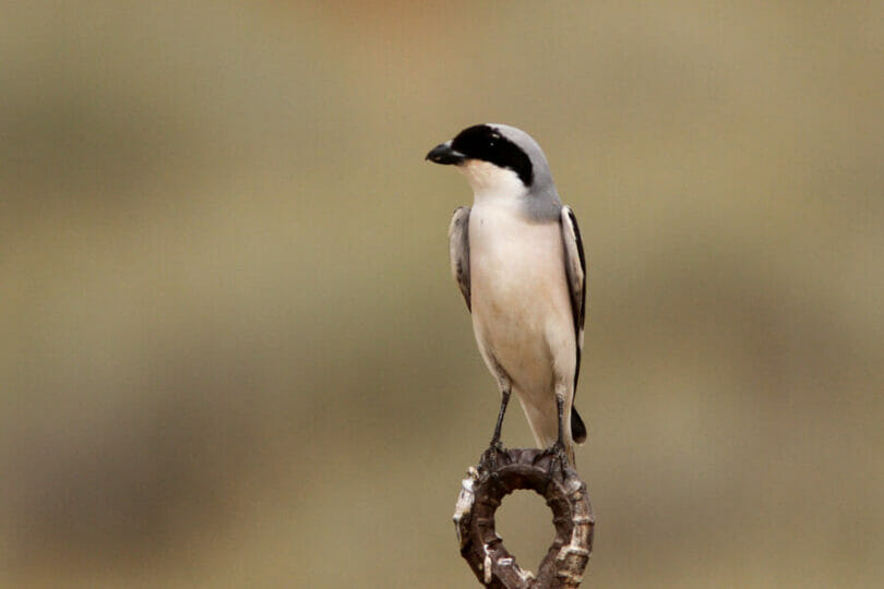 Lesser Grey Shrike perched on a wedge