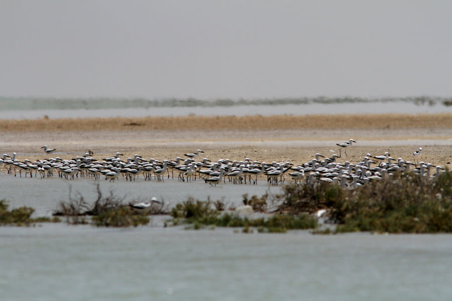 A flock of Crab-plovers