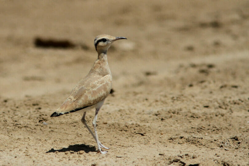 Cream-coloured Courser standing on the ground