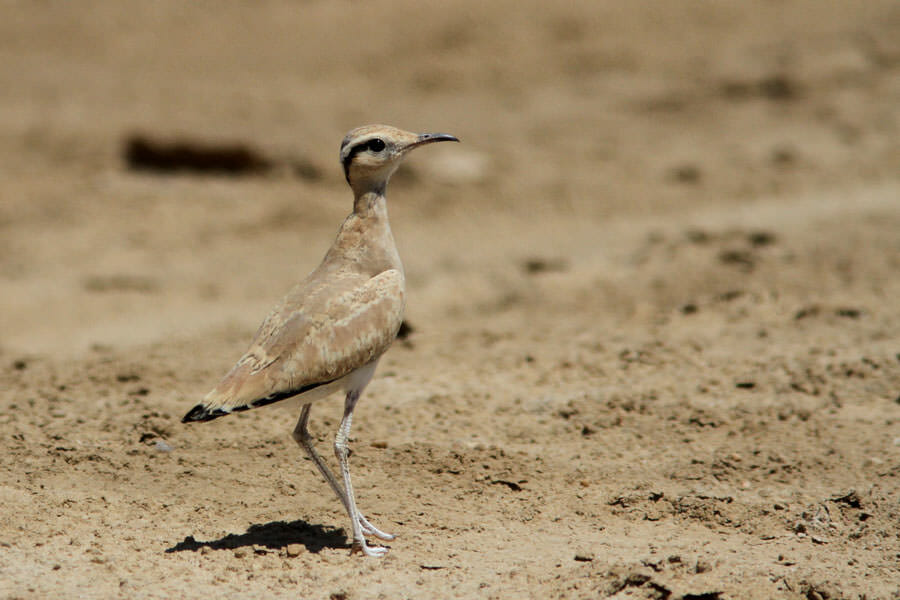 Cream-coloured Courser standing on the ground