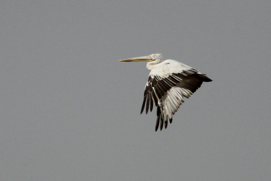 Dalmatian Pelican in flight