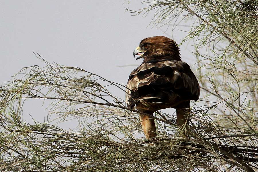 Booted Eagle perched on a tree