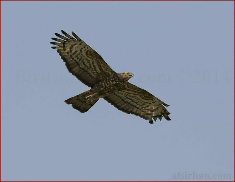 Crested Honey Buzzard in flight