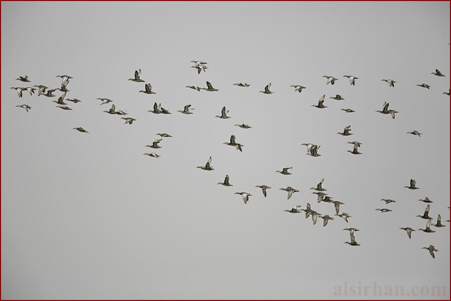 Garganey Anas querquedula