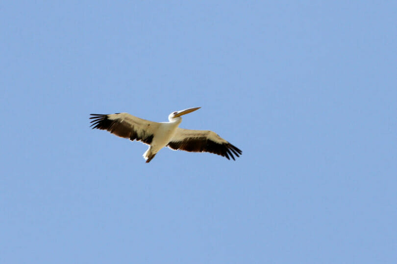 Great White Pelican in flight