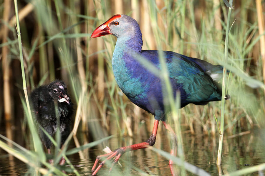 Grey-headed Swamphen walking in water