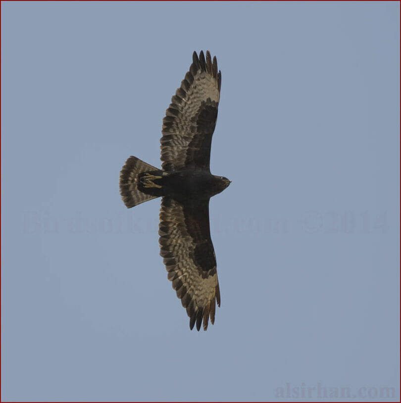 Long-legged Buzzard in flight