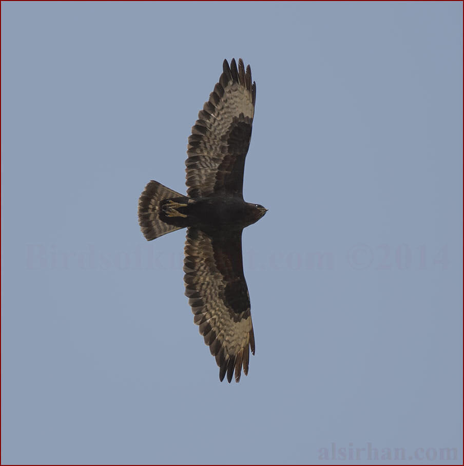 Long-legged Buzzard in flight
