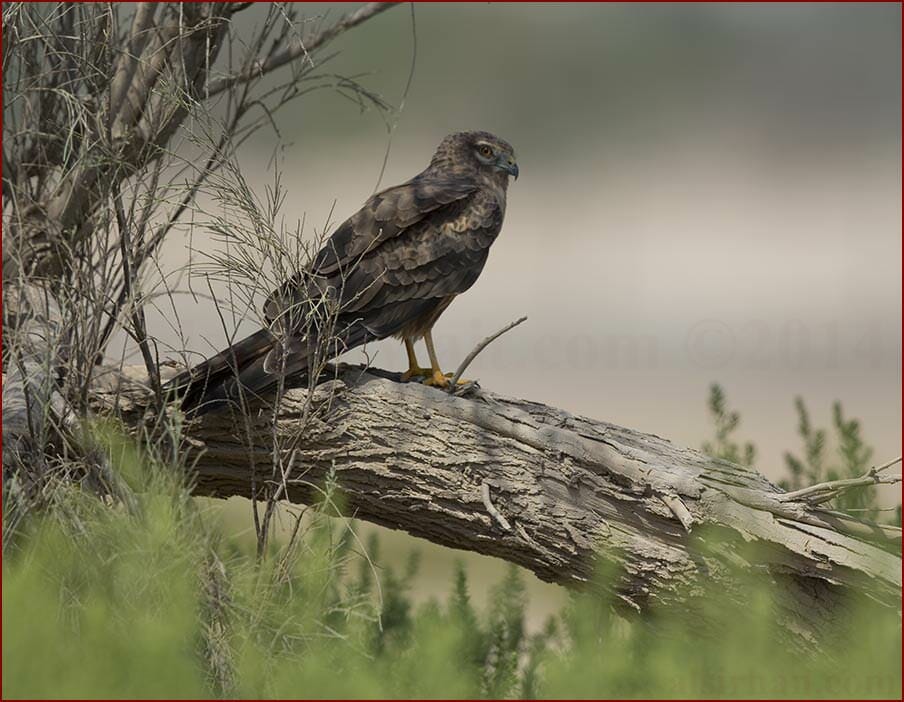 Montagu's Harrier Circus pygargus