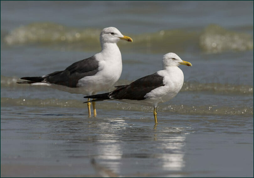 Heuglins and Baltic Gulls side by side standing on the ground