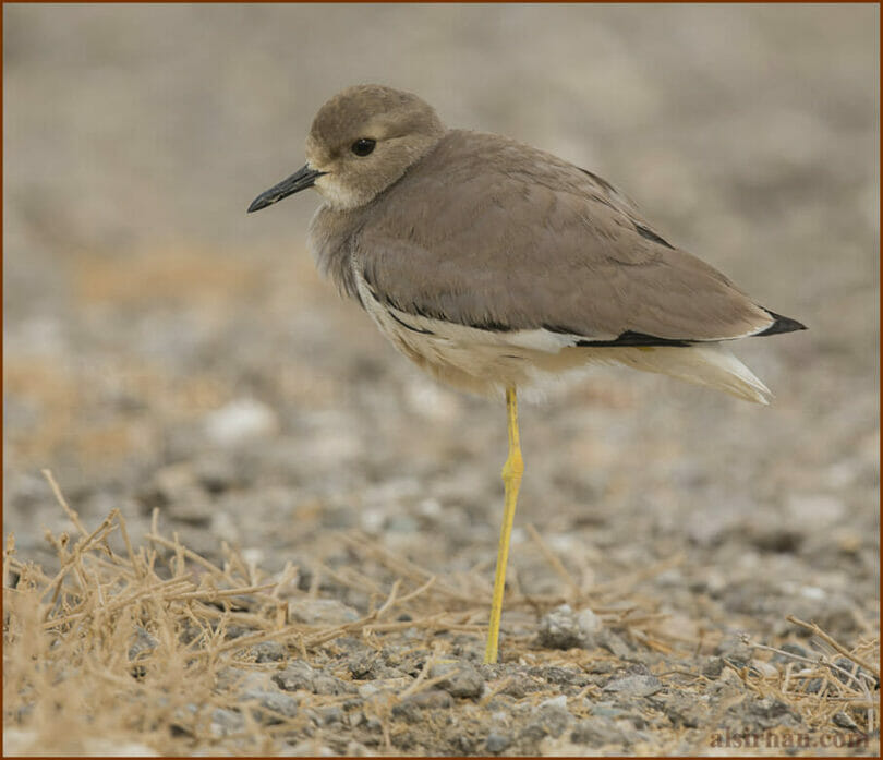 White-tailed Lapwing standing on the ground