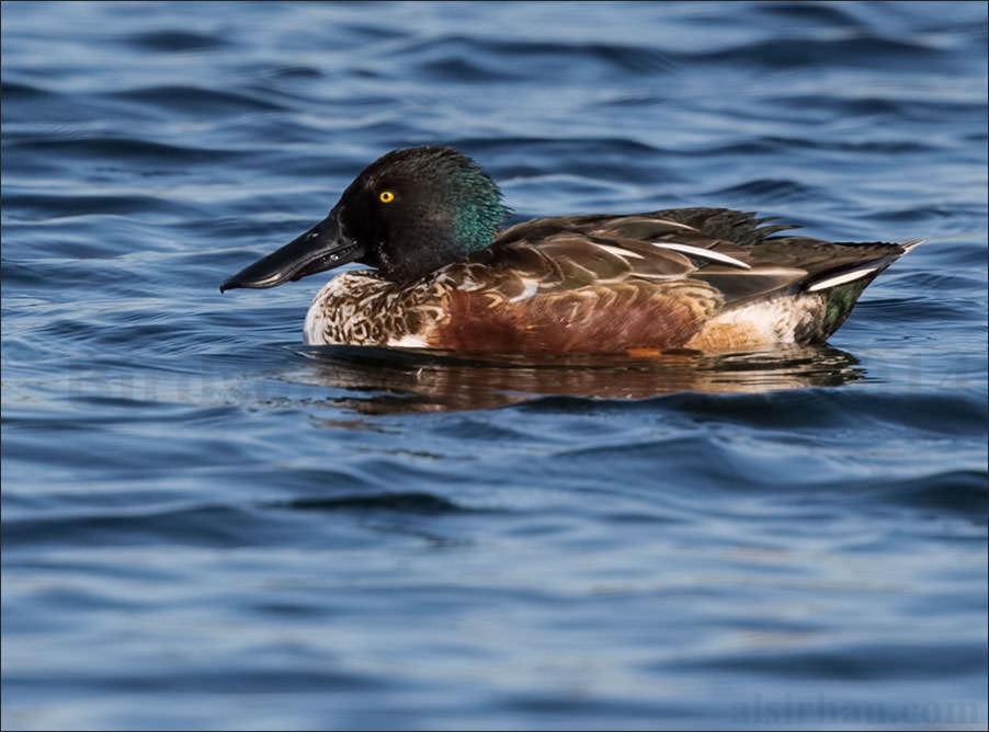 Northern Shoveler Anas clypeata
