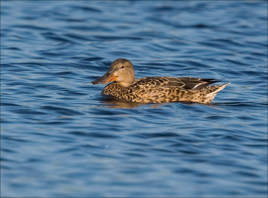 Northern Shoveler Anas clypeata