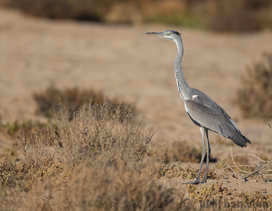 Grey Heron Ardea cinerea