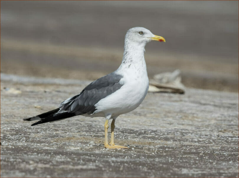 Heuglin's Gull Larus (fuscus/heuglini) heuglini standing on the ground