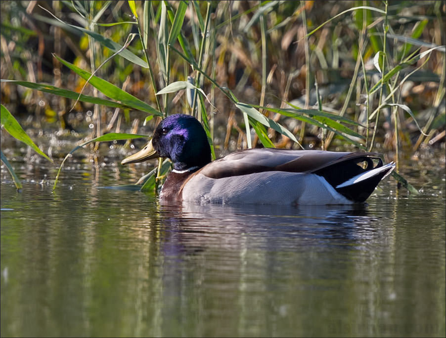 Mallard Anas platyrhynchos